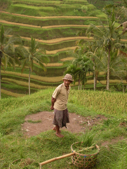 JAVA JAMPIT - WASHED TYPICA