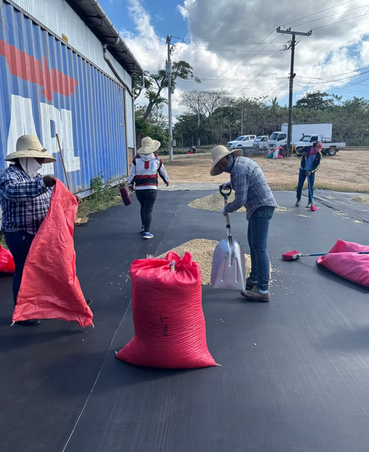 NICARAGUA LA PICONA - WASHED MARACATURRA