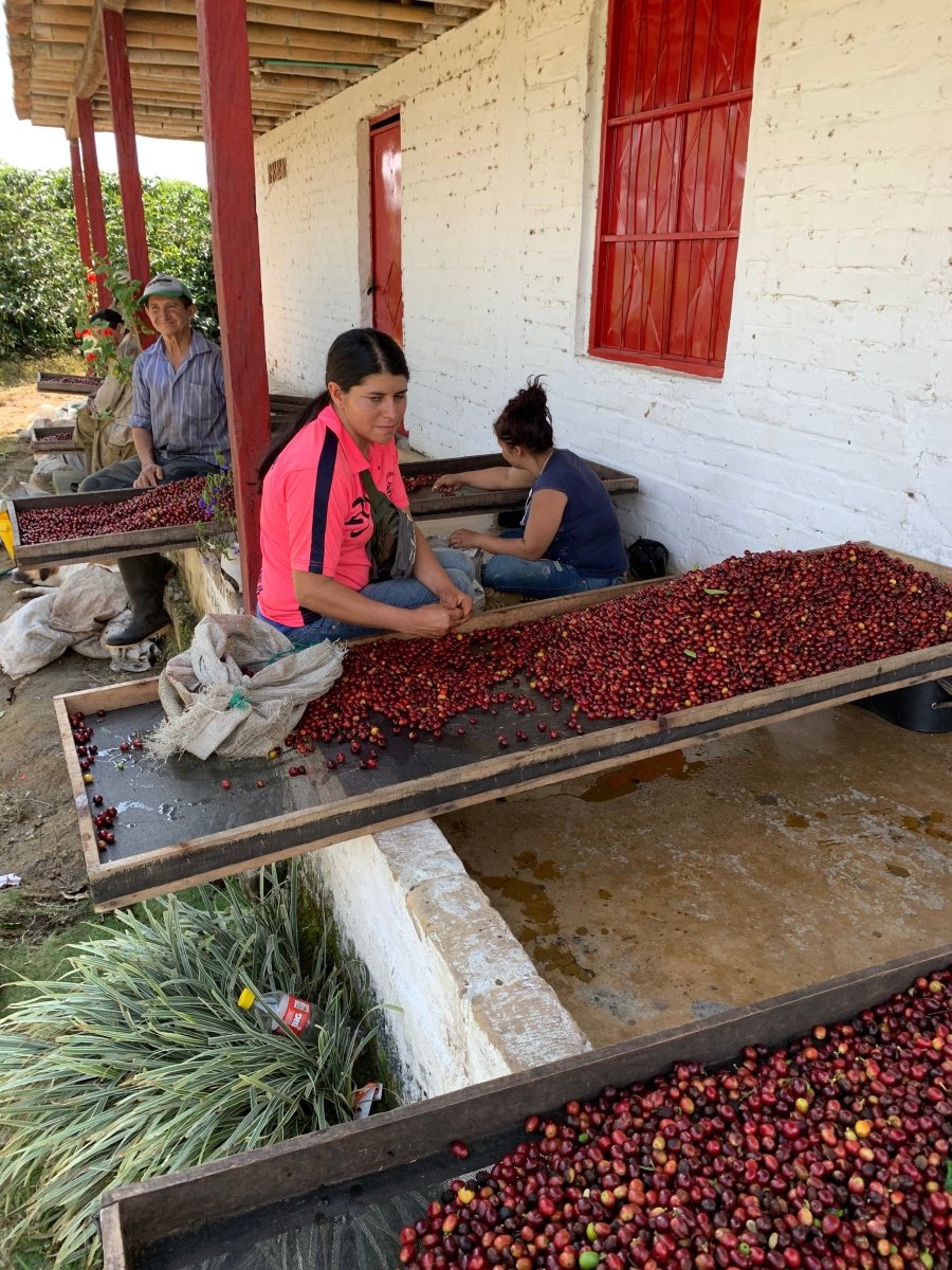 KOLUMBIA JAIRO ARCILA - PEACH EXTENDED COFERMENTATION MEDIUM ROAST - Inka paahtimo - Coffee - Alk. 70 €/kg