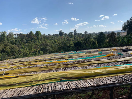 ETIOPIA SAMII BEDESSA - Inka paahtimo - Coffee - Inka paahtimo