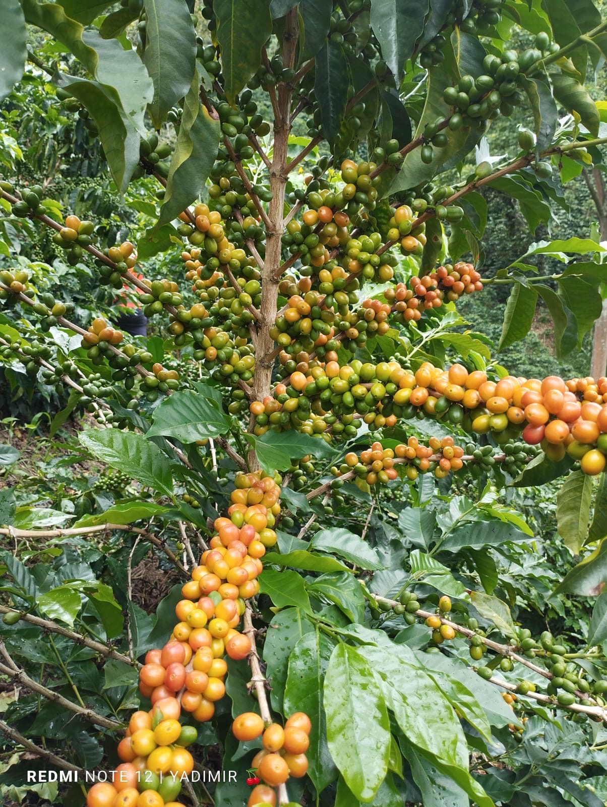 KOLUMBIA EL RANCHO - WASHED PINK BOURBON