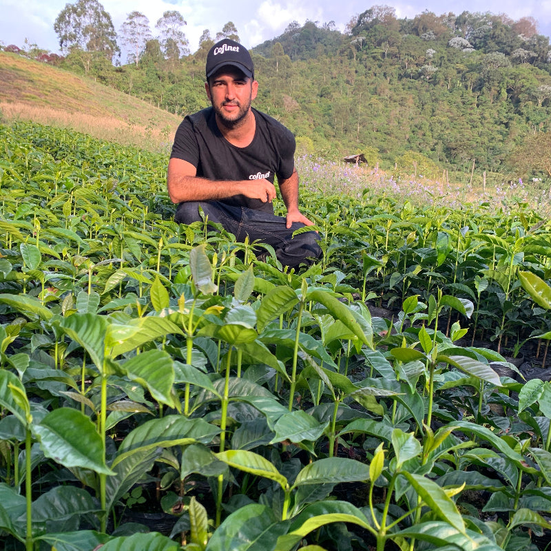COLOMBIA FELIPE ARCILA - AEROBIC FERMENTED (EF2) SIDRA