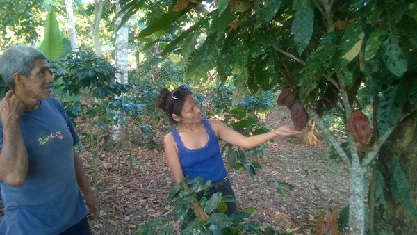 Kahvitila Perussa Chanchamayo. Kaakaopuun varjossa kasvatetaan luomu kahvia.