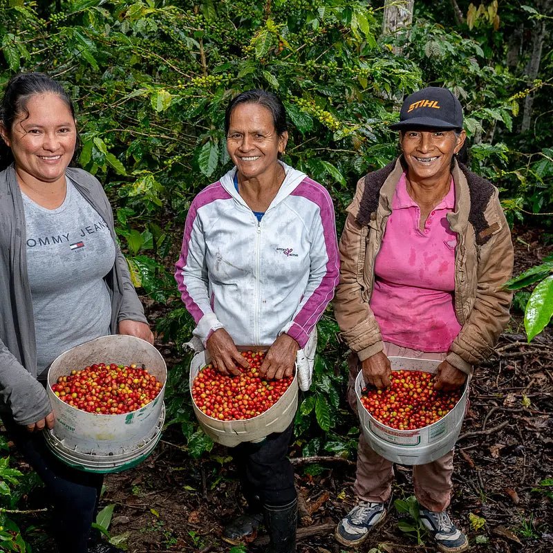 PERU AMAZONAS - NAISVILJELIJÖIDEN KAHVI - Inka paahtimo - Coffee - alk. 30 €/KG