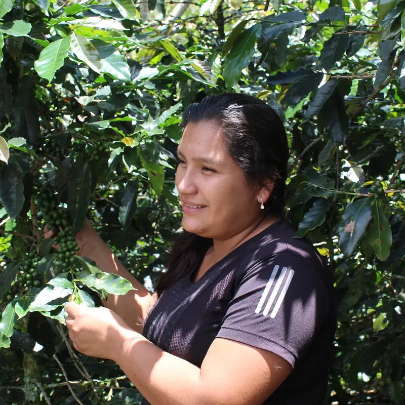 PERU AMAZONAS - NAISVILJELIJÖIDEN KAHVI - Inka paahtimo - Coffee - alk. 30 €/KG