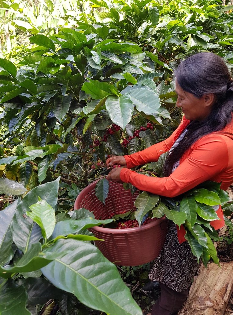 COSTA RICA EL BUEYERITO - WASHED VICTORIA14