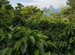 Load image into Gallery viewer, PERU AMAZONAS ORGANIC - Inka paahtimo - Coffee - Inka paahtimo
