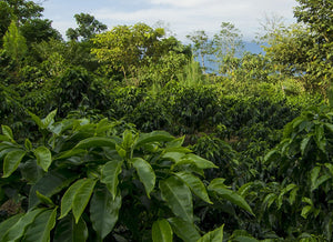 PERU AMAZONAS ORGANIC - Inka paahtimo - Coffee - Inka paahtimo