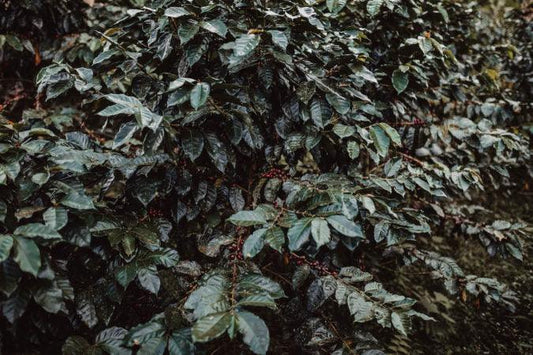 PERU YANESHA - ORGANIC - Inka paahtimo - Coffee - Inka paahtimo